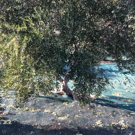 Fissi Agritourism Near The Sea Holiday home *